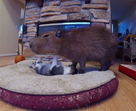 Cat's friendship with Capybara iz unusual... but totally awesome! (Gallery)