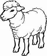 Free Printable Sheep Coloring Pages For Kids sketch template