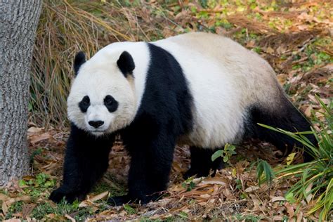 Giant Panda Animals | Interesting Facts & Pictures | Animals Lover