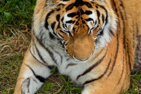 Tiger in the grass | Tiger on the grass — Stock Photo © VadimBorkin ...