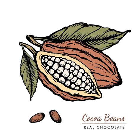 Cocoa beans Vintage Hand drawn retro sketch illustration. Chocolate ...