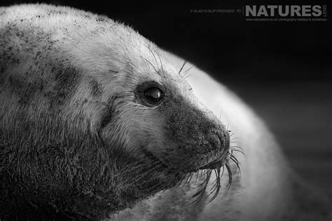 Lincolnshire Seal Photography by Gladys - News - NaturesLens