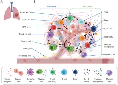 The dual role of B cells in the lung cancer microenvironment. (A)... | Download Scientific Diagram