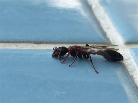 This guy needs help with an ID on this alate. : r/ants