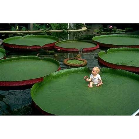 Giant Water Lily Lotus Seeds (Victoria amazonica) - Price €2.25