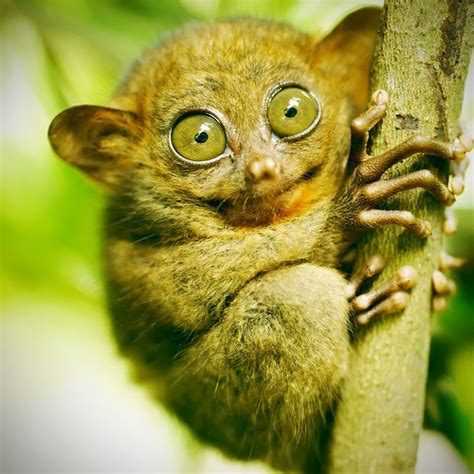 Tarsier monkey in natural environment Poster ID:54792131 | Tarsier, Animal posters, Cute animals