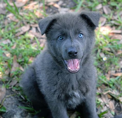 Bestof You: Great Blue Bay Shepherd Puppies In The Year 2023 The Ultimate Guide!