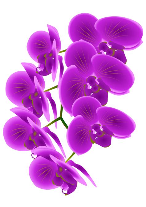 Orchid like clipart - Clipground