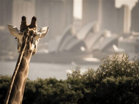 Captain Cook Cruises Sydney Harbour | Sydney, Australia - Official Travel & Accommodation Website