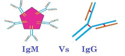 Difference Between IgM and IgG (with Comparison Chart) - Bio Differences