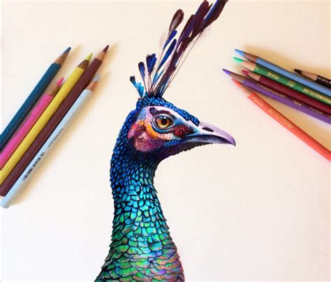 Peacock drawing by Morgan Davidson | No. 451