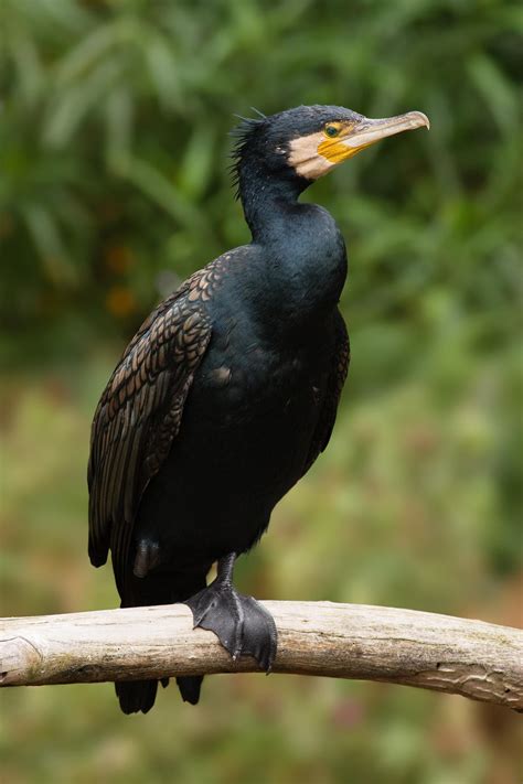 Great cormorant (Phalacrocorax carbo)