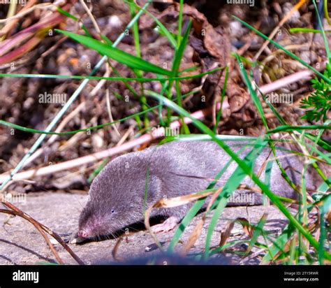 Mole close-up front view displaying small eye, nose, whiskers, paws in ...