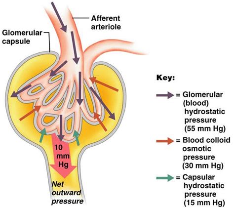 What Is the Net Filtration Pressure of the Glomerular Capillaries - AndrekruwRyan