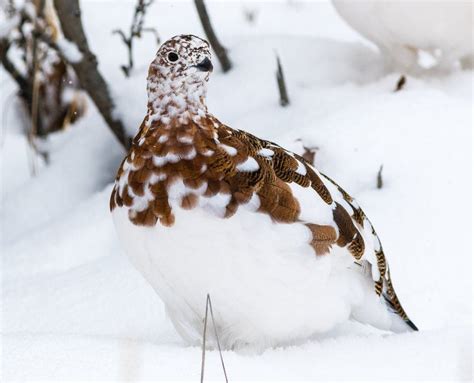 Can You Guess the Official State Bird of All 50 States? | Birds and Blooms