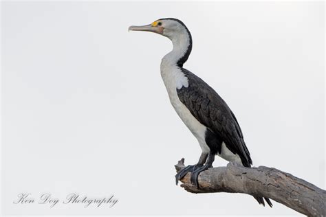 Pied Cormorant | BirdForum