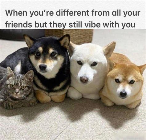 Good Vibes Only: Wholesome Animal Memes (30 Memes) Funny Animal Jokes ...