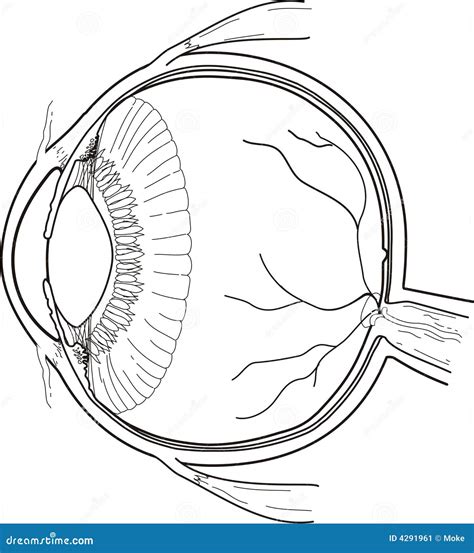 Anatomy of Eye stock vector. Illustration of posterior - 4291961