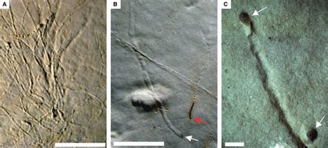 Nemerteans and their traces. A, large nemertean in dolomite ...