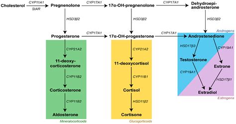 Cells | Free Full-Text | Di-n-Butyl Phthalate and Its Monoester Metabolite Impairs Steroid ...