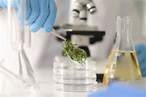 A Cannabis Testing Lab Is Opening in Albany