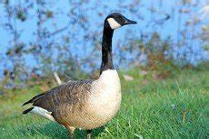 Canada goose - song / call / voice / sound.