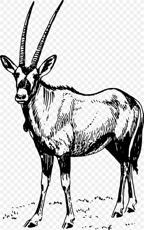 Gemsbok Antelope Waterbuck Drawing Clip Art, PNG, 1504x2399px, Gemsbok ...