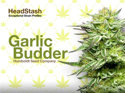 HeadStash: Exceptional Cannabis Strain Profiles - Garlic Budder