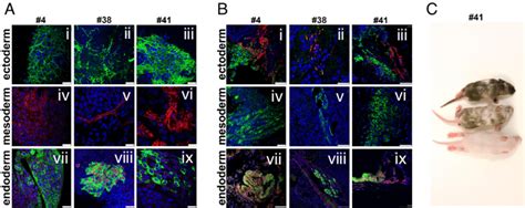 Differentiation potential of iPS cell lines. (A) In vitro... | Download ...