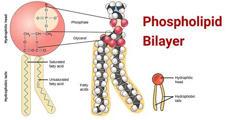 Phospholipid Bilayer- Structure, Types, Properties, Functions ...