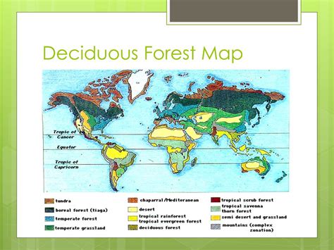 PPT - Deciduous Forest PowerPoint Presentation, free download - ID:2320877