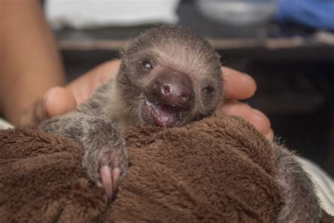 This baby sloth was rejected by its mum so it clings to a sloth blanket instead | Shropshire Star