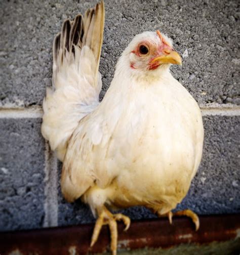 About Serama Chickens: Tiny Chickens with Huge Personalities