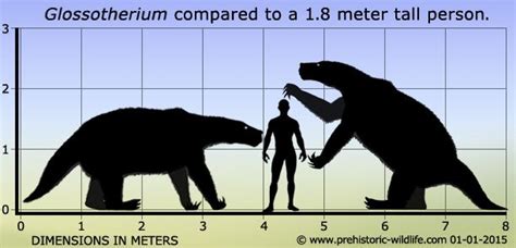 Glossotherium - Alchetron, The Free Social Encyclopedia