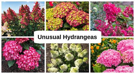 Unusual Hydrangea Varieties for the Garden and Containers