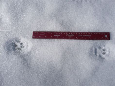 Bobcat Tracks – Wildlife Illinois