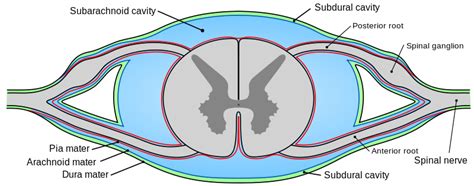 Difference Between Brain and Spinal Cord Meninges | Compare the ...