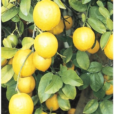 Monrovia Citrus Limon 'Meyer' Tree (L4684) in the Fruit Plants ...