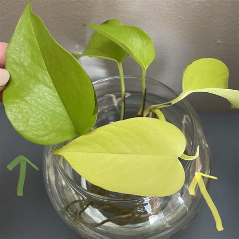 Neon pothos, newest leaves are very yellow. Green arrow is oldest leaf and yellow arrow are the ...