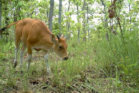 Endangered Mammals of Cambodia | WWF