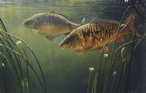 Mirror Carp #fishingphotographyart | Fish, Fish wallpaper, Carp