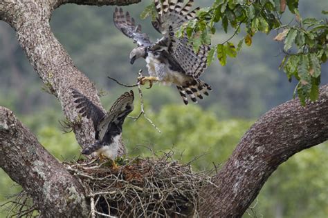 Harpy eagles: The challenge of protecting the Amazon’s largest bird of prey