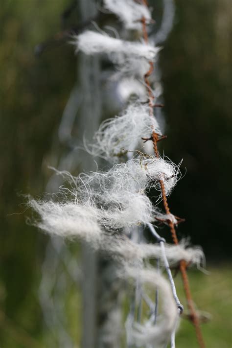 Sheep wool in Connemara Irish Cottage, Counting Sheep, Connemara, Emerald Isle, Beautiful ...