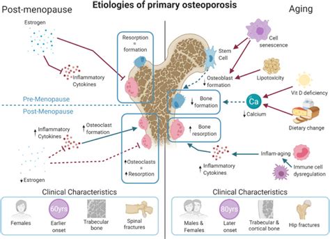 A clinician's guide to the management of geriatric musculoskeletal disease: Part 1 ...