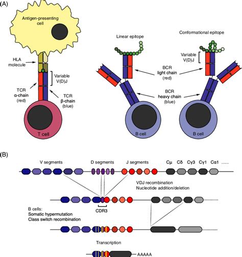 Antigens Stimulate That Have Specific Receptors for That Antigen.