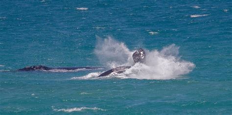 Southern Right Whale breaching | The southern right whale (E… | Flickr