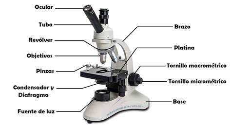 Universidad Abuso calidad microscopio partes del microscopio Privilegio vacío milagro