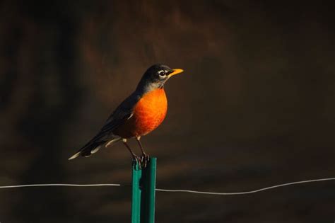 Free picture: bird, animal, avian, beak, beautiful, color, feathers, fence