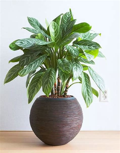 Green Chinese Evergreen Plants for Sale - Buying & Growing Guide ...