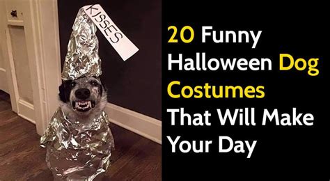 20 Funny Halloween Dog Costumes That Made Me Smile - Bouncy Mustard